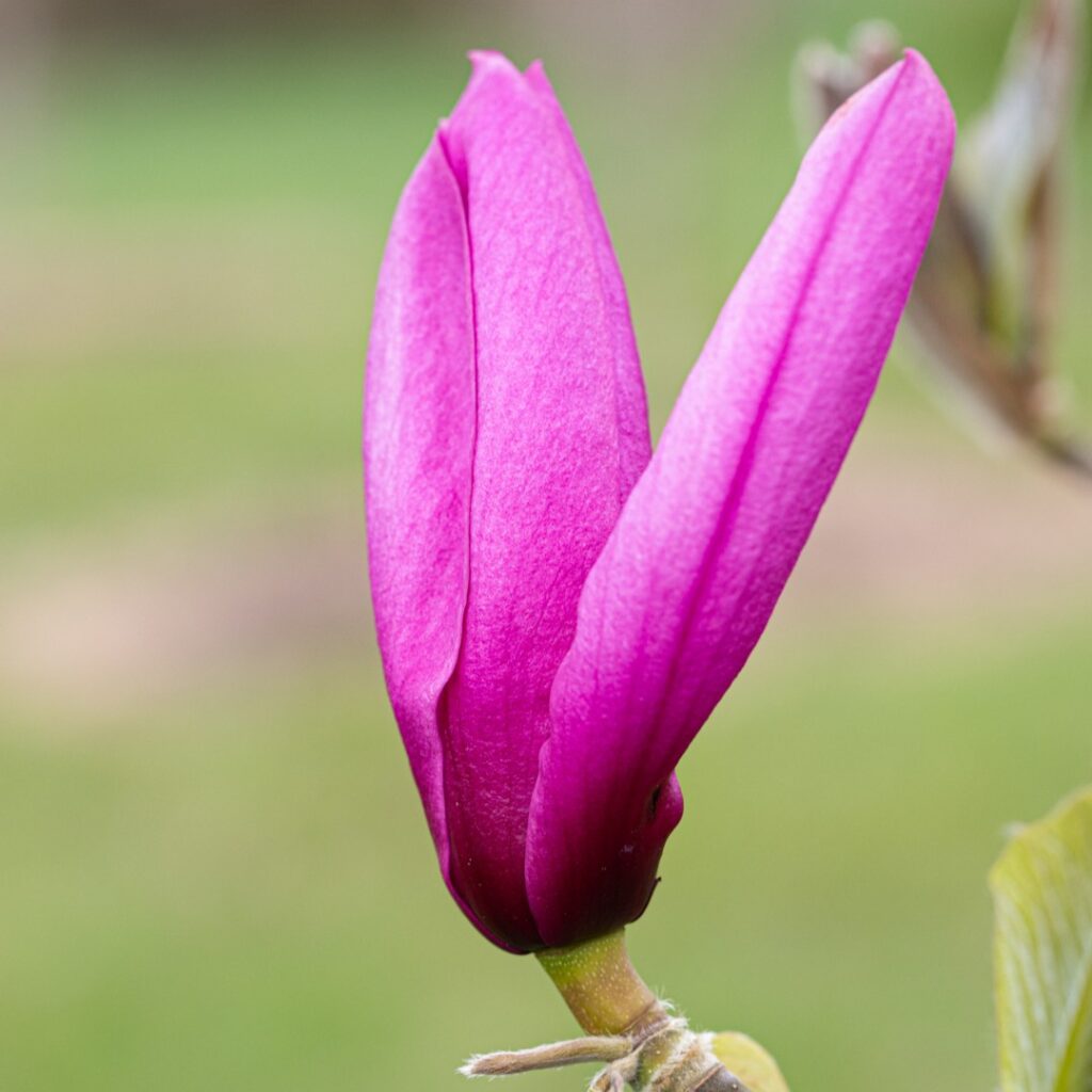 Magnolia ‘Livingstone’ Magnolia Tree 5038838118692 2